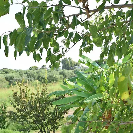 Ktima βilioni * Zacharo